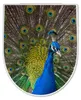 WC Sitz mit Absenkautomatik D Form Motiv Pfau [TDW3 10500] Produktbild-Vorschau 8