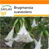 SAFLAX Garden in the bag - Andělská trubka / Bílá - Náhled obrázku produktu 5