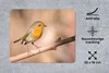 MuchoWow® Mauspad Mousepad Vogel - Zweig - Rotkehlchen Produktbild-Vorschau 2