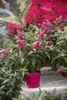 Buddleia Davidii Butterfly Candy ® Little Ruby PBR 2L Anteprima dell’immagine prodotto 5