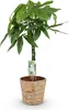 Pachira Aquatica avec tronc tressé – 80-90 cm – 21 cm – Voir les images du produit 1