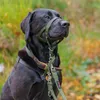 HALTI Kopfgeschirr – Anti-Zug-Halsband für kleine Hunde, Produktbild-Vorschau 7