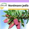 SAFLAX - Nordmann jedľa - Abies nordmanniana - 20 Semená Náhľad obrázku produktu 4
