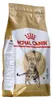 Royal Canin Bengal Adult, Adult, Bengalen, Geflügel, Produktbild-Vorschau 7