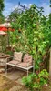 GardenAndPools Rosenbogen Paris Lilie Spitze B-1,20 m Produktbild-Vorschau 5