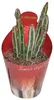 Senecio stapeliformis - Zuckerstangen-Sukkulente - Rarität Produktbild-Vorschau 1