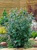 Prunus laurocerasus 'Diana', Kirschlorbeer, immergrün, Produktbild-Vorschau 4