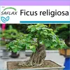 SAFLAX - Figa Budhu / Strom Bodhi - Ficus religiosa - 100 Náhľad obrázku produktu 5