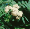 Sorbus aucuparia, Vogelbeere, 150–200 cm, robust und Produktbild-Vorschau 7