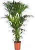 Trendyplants - Kentia Palm - Howea Forsteriana - pokojová Náhled obrázku produktu 1