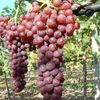 A close-up view of several bunches of ripe red grapes hanging from a vine. Produktbild-Vorschau