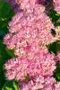 Prächtige Fetthenne Carmen, im 9 cm Topf - Sedum spectabile Produktbild-Vorschau 5