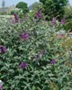 Buddleja 'Lochinch', Schmetterlingsflieder, lavendelblau, Produktbild-Vorschau 5