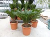 XL Premium Palmfarn 70 - 90 cm Cycas Revoluta Sagopalme Produktbild-Vorschau 1