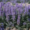 6 x Kotowka (Nepeta nervosa) | Doniczka 9x9 cm Podgląd zdjęcia produktu 1