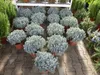 echter Lavendel XL BUSCH Ø 40cm, Höhe 40 cm, Lavandula Produktbild-Vorschau 2