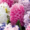 Bloomique - Mix 10 - Hyacinthus - Hiacynt - Mix kolorów - Podgląd zdjęcia produktu 1