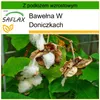 SAFLAX - Bawełna W Doniczkach - 12 Nasiona - Z podłożem Podgląd zdjęcia produktu 6