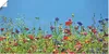 ARTland Poster Blumenwiese II Größe: 150x75 cm Produktbild-Vorschau 1