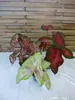 [Palmenlager] 3x Caladium bicolor 60-80 cm- Topf 21 cm Ø // Produktbild-Vorschau 2
