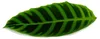Roslina cieniolubna w paski XXL - Calathea zebrina - Zebra Podgląd zdjęcia produktu 3