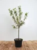 Malus 'Tina', Zierapfel, kompakt, 40–60 cm Produktbild-Vorschau 1