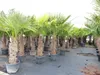 2 Stück Trachycarpus fortunei, 70 - 100 cm Stamm, 210 - 250 Produktbild-Vorschau 7