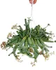Grubosz "Hottentot" 14cm, Crassula rupestris marnieriana, Podgląd zdjęcia produktu 1