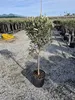 A potted olive tree is displayed in an outdoor nursery setting with rows of other plants in the background. Náhled obrázku produktu