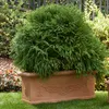 Garden Italia Vasen Festooned Pflanzgefäß GCF Side 60 cm – Produktbild-Vorschau 4