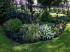 Stauden Gänge 3 x Hosta x fortunei 'Fire and Ice' im 1 Produktbild-Vorschau 7