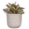 Scheurich La Natura, Blumentopf aus Keramik,  Farbe: Produktbild-Vorschau 3