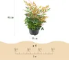 Green boutiQ - Plante de jardin - Nandina Gulfstream - Voir les images du produit 3