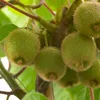 Bloomique - 2x Actinidia Deliciosa 'Jenny' - Kiwipflanze - Produktbild-Vorschau 4