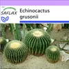 SAFLAX - židle tchyně - Echinocactus grusonii - 40 Semena Náhled obrázku produktu 10