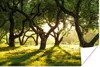 MuchoWow® Poster Bäume - Natur - Sonne 180x120 cm - Produktbild-Vorschau 1