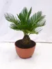 [Palmenlager] - Cycas revoluta 50 cm, Stamm 10 cm - 20 cm Ø Produktbild-Vorschau 1