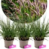 Set di 3 erbe lampone - Pennisetum alopecuroides Anteprima dell’immagine prodotto 1