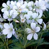 6 x Storchschnabel  - Geranium sylvaticum 'Album'  | Topf Produktbild-Vorschau 2