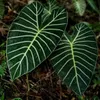 Alocasia Meratus (Alocasia sp. 'Meratus')  - 1 graine Voir les images du produit 1