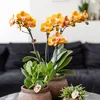 Kolibri Orchids bietet ein Set aus 4 Phalaenopsis-Orchideen Produktbild-Vorschau 6
