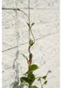Nature Système de cordes pour plantes grimpantes 6040760 Voir les images du produit 7