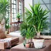 Jukka - Yucca elephantipes - Wysokość 70-80cm - ⌀17cm Podgląd zdjęcia produktu 6