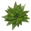 Sukkulente - Gasteria D Tiga - Gasterie - 8,5cm Topf Produktbild-Vorschau 2