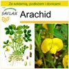 SAFLAX - Zestaw do uprawy - Arachid - 8 Nasiona - Z mini Podgląd zdjęcia produktu 9