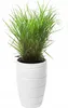 A white planter with a green grass plant inside, set against a white background. Anteprima dell’immagine prodotto