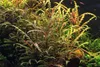 Fiederspaltiger Wasserfreund Hygrophila pinnatifida Produktbild-Vorschau 4