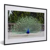MuchoWow® MuchoWow® Gerahmtes Poster Pfau - Flügel - Produktbild-Vorschau 1
