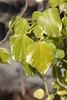 Lot de 4 lierres du Caucase – Hedera colchica « Dentata Voir les images du produit 2