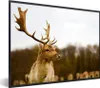 MuchoWow® Gerahmtes Poster Damhirsch - Wald - Herde - Tiere Produktbild-Vorschau 1